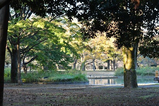 Pond in Yoyogi Park